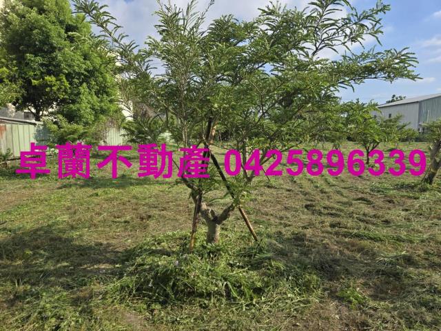 后里農地-11