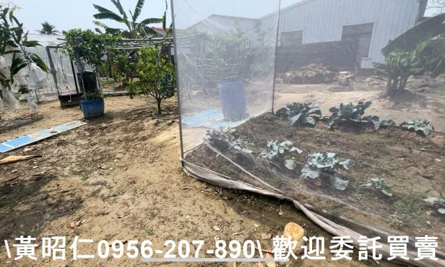 歸仁農地-2