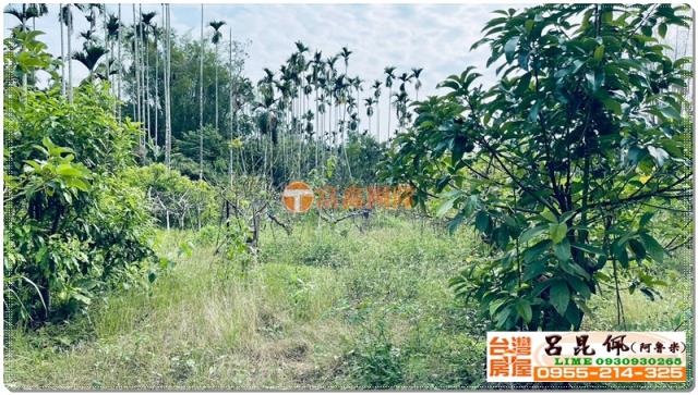竹崎農地-3