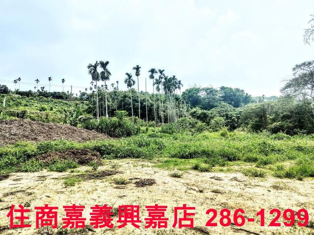 竹崎農地-7