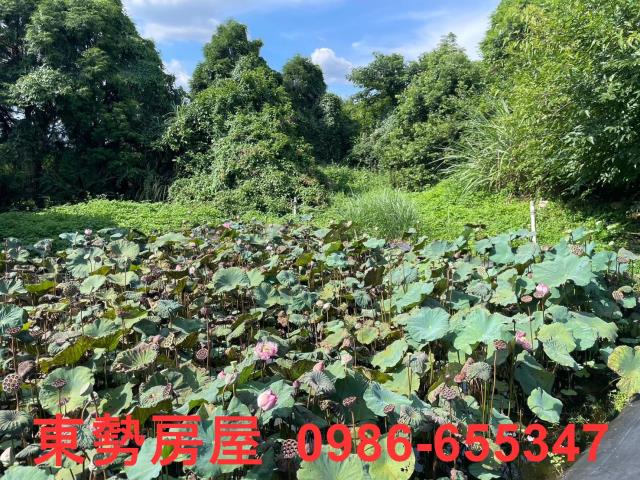 新社農地-10
