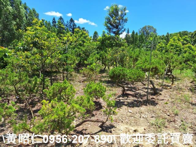 台南山上農地-10