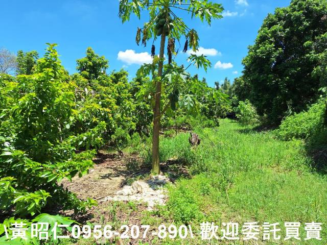 台南山上農地-3