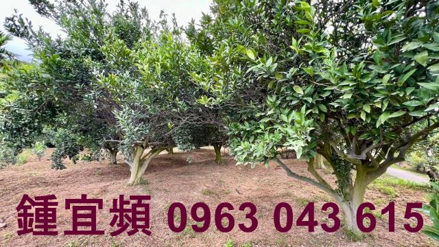 新竹峨眉農地-2