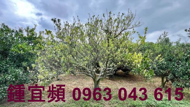 新竹峨眉農地-3