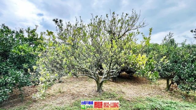 新竹峨眉農地-6