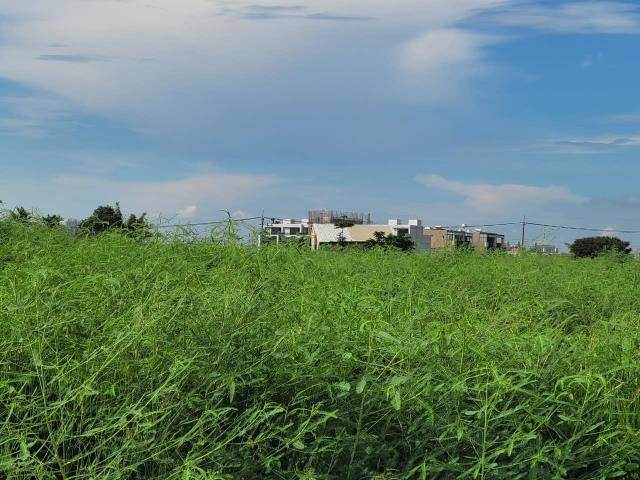 台中大雅農地-2