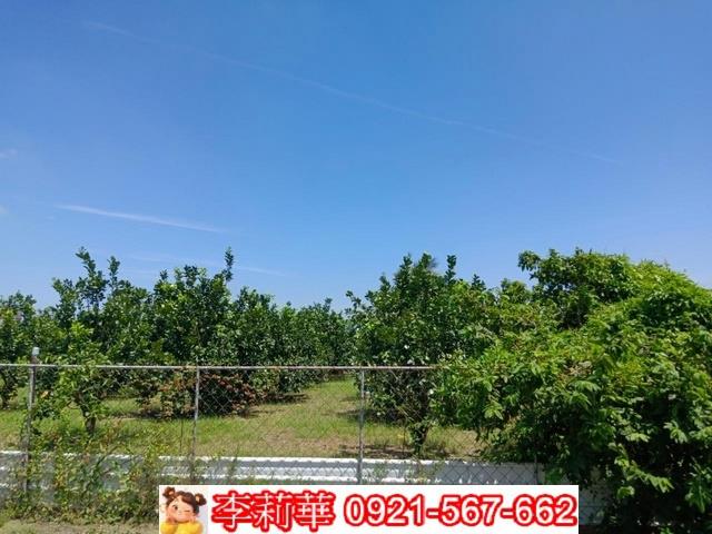 麻豆農地-6