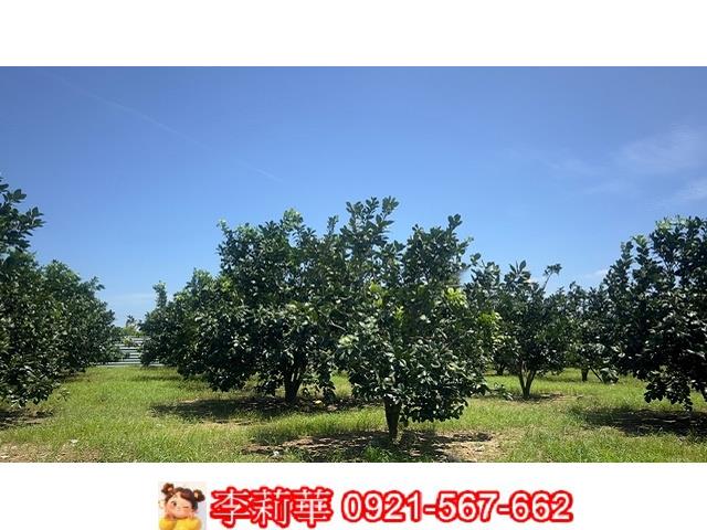 麻豆農地-9