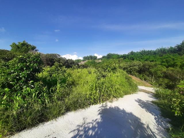 左鎮農地-3