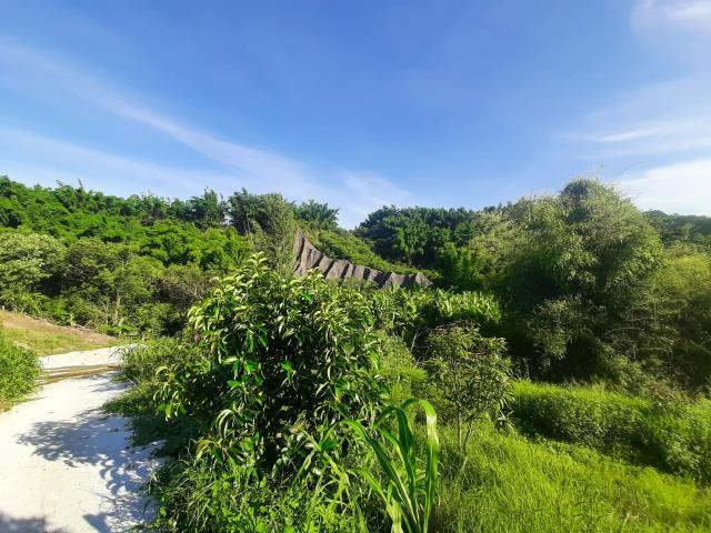 左鎮農地-4