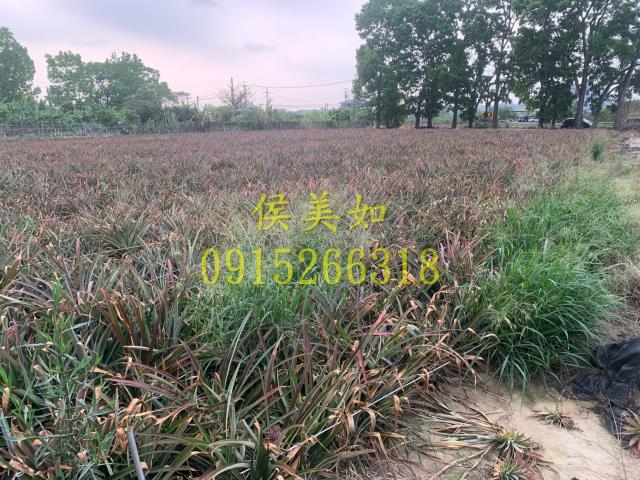 中埔農地-5