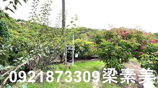玉井農地-5