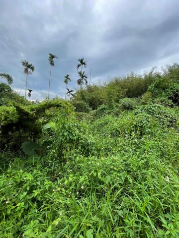 中埔農地-10