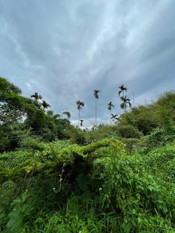 中埔農地-7