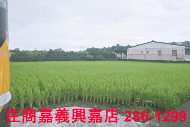 大林農地-5