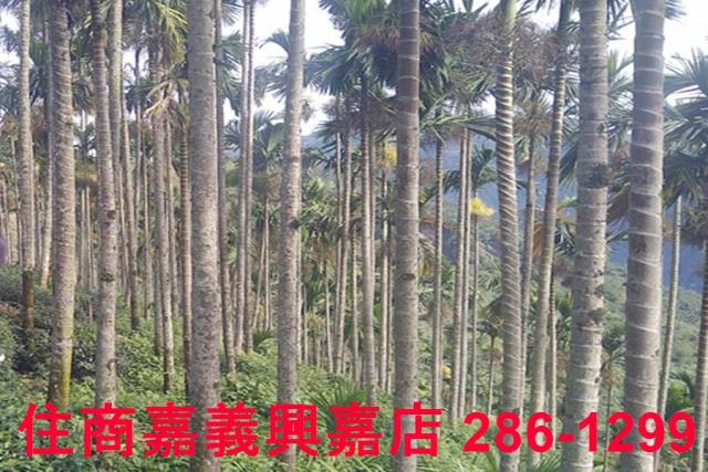 嘉義農地-10