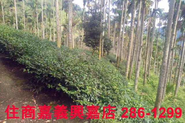 嘉義農地-3