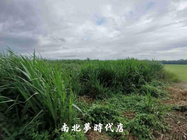 台南善化農地-6