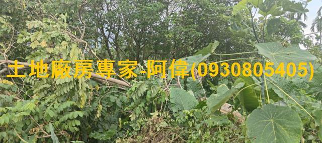 屏東農地-1