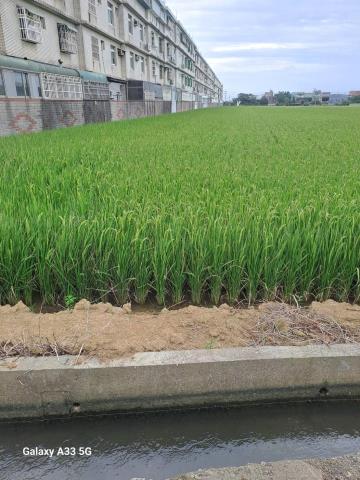 桃園觀音農地-3