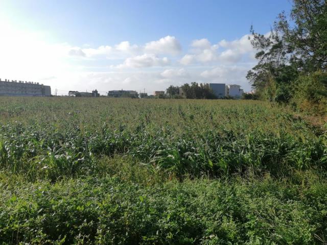 桃園觀音農地-4