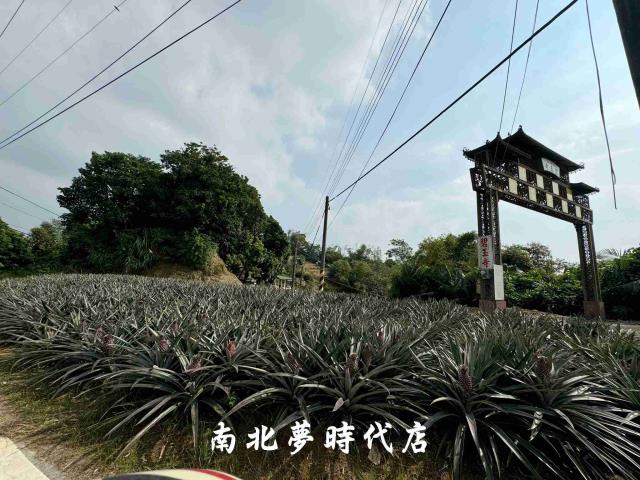 龍崎農地-4