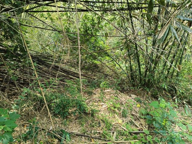 左鎮農地-2