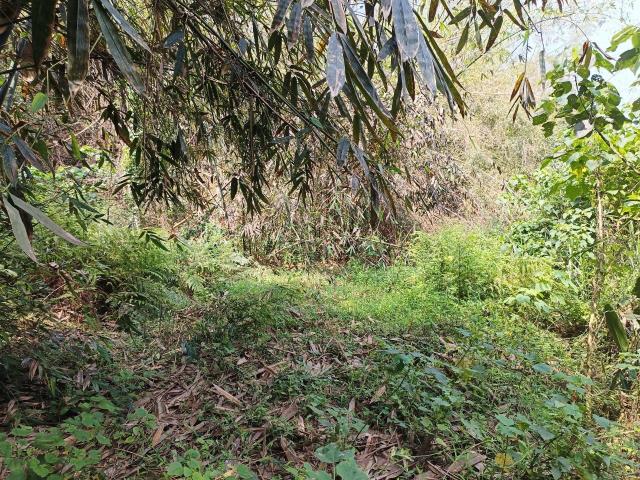左鎮農地-3