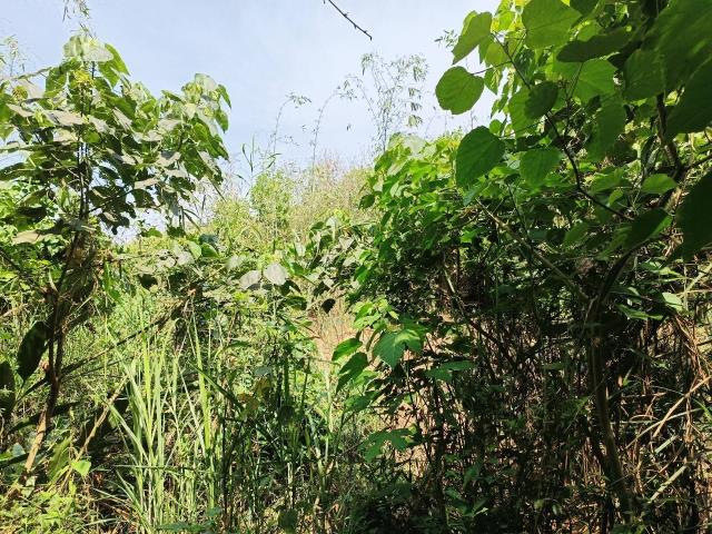左鎮農地-7
