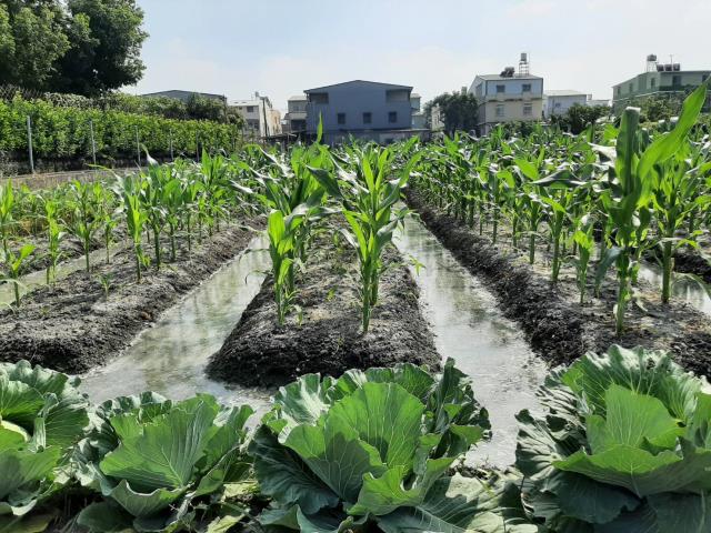 屏東九如農地-3