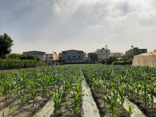 屏東九如農地-4