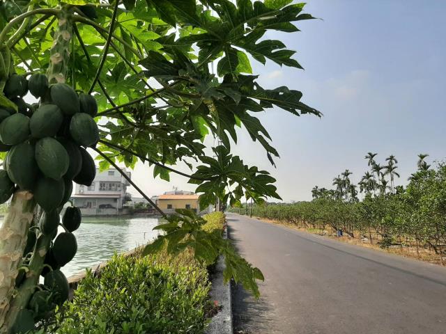 屏東九如農地-5