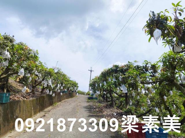 玉井農地-2