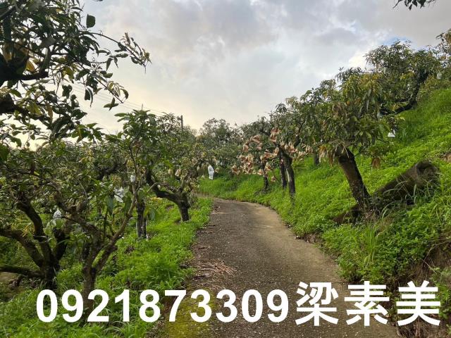 玉井農地-6