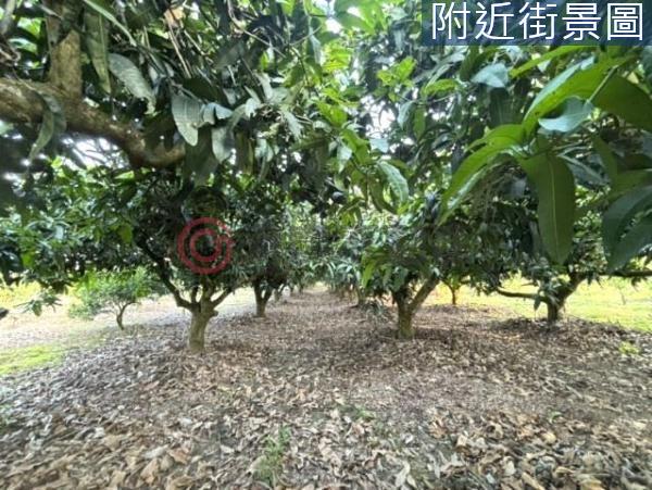台南楠西農地-5