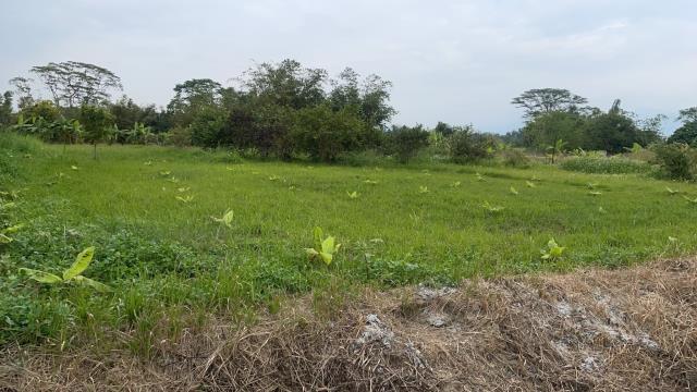 中埔農地-1