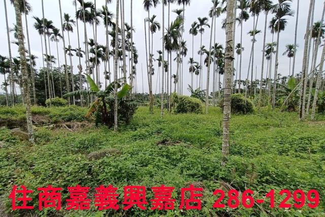 中埔農地-10