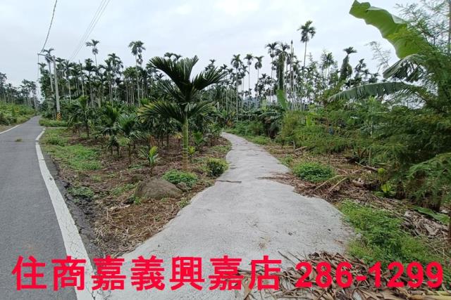 中埔農地-6