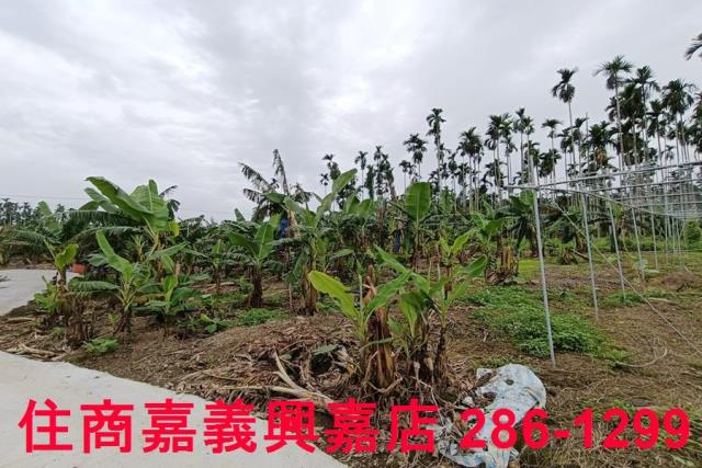中埔農地-7