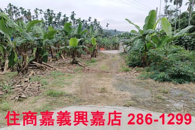 中埔農地-8
