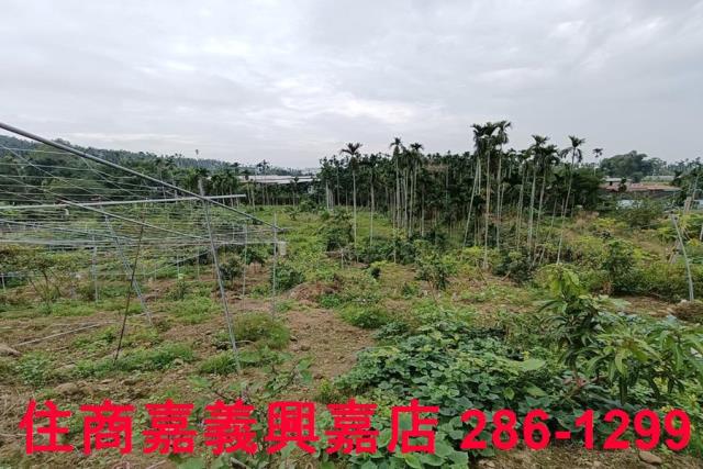 中埔農地-9