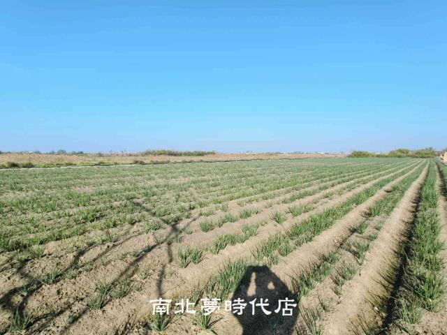 安南農地-7