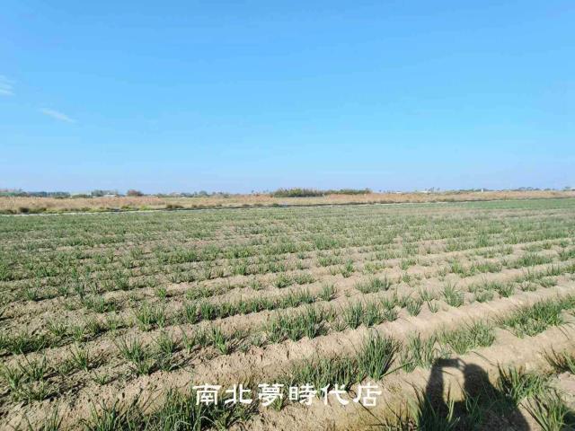 安南農地-4