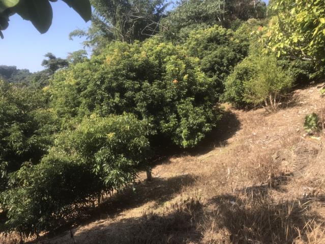 太平農地-9