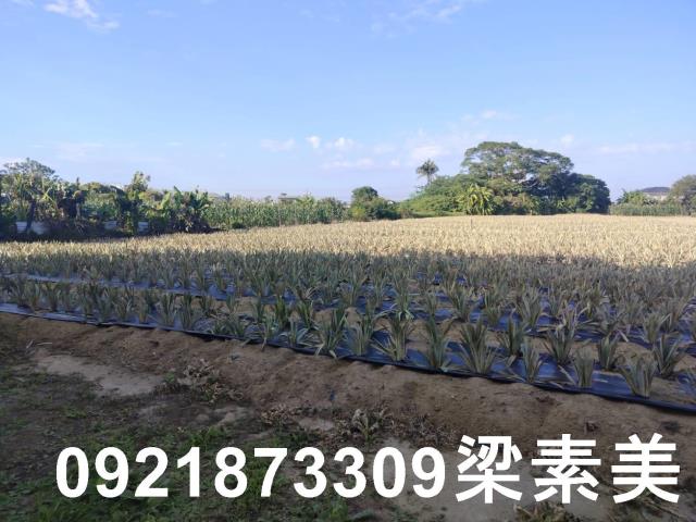 歸仁農地-1