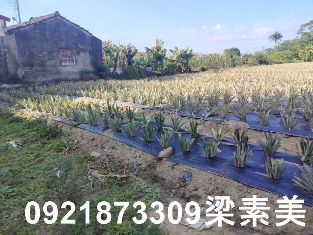 歸仁農地-2