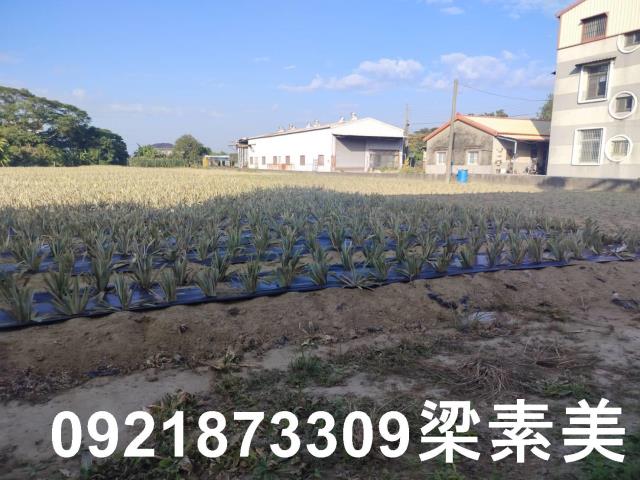 歸仁農地-6