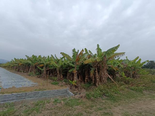 台南農地-12