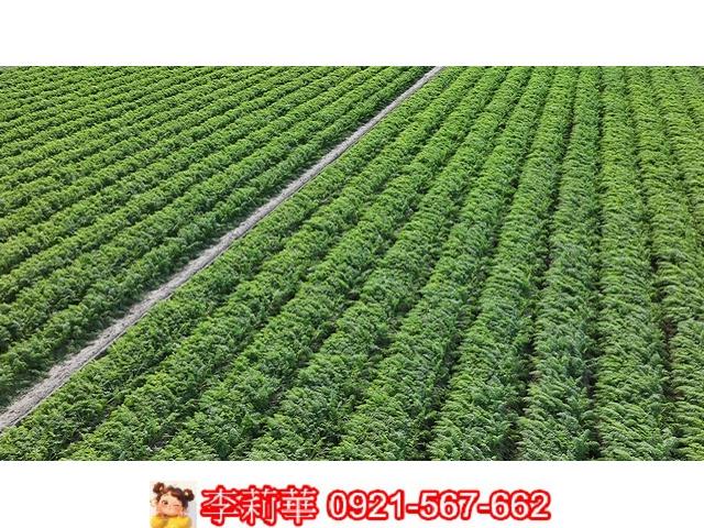 台南麻豆農地-8